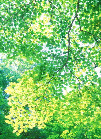 Tree leaves in the nature