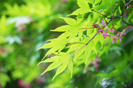 Tree leaves in the nature