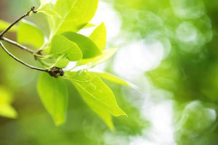 Tree leaves in the nature