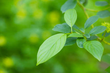Tree leaves in the nature