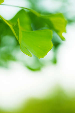 Tree leaves in the nature