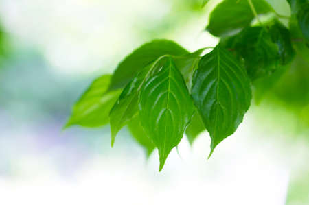 Tree leaves in the nature