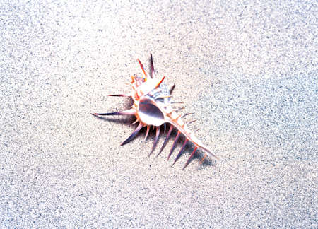 Seashell at beach