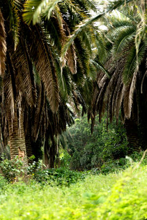 Sangari palm forest in Jeju island of Koreaの写真素材