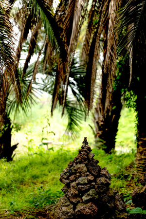 Sangari palm forest in Jeju island of Koreaの写真素材