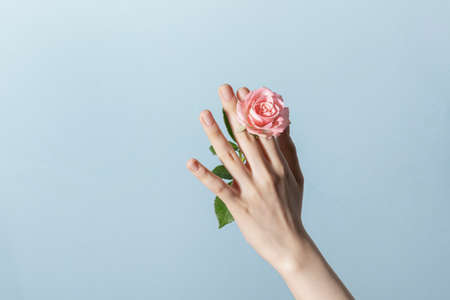 beauty hands motion series_holding rosesの写真素材