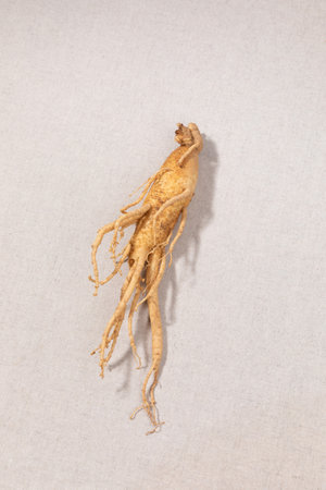 oriental, medicinal root plant, fresh ginsengの写真素材