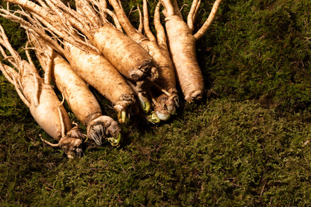 oriental, medicinal root plant, fresh ginsengの写真素材