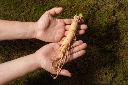 oriental, medicinal root plant, fresh ginsengの写真素材
