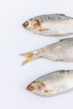 gizzard shad fishの写真素材