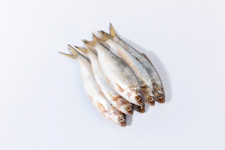 gizzard shad fishの写真素材