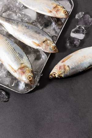 ice and gizzard shad fish