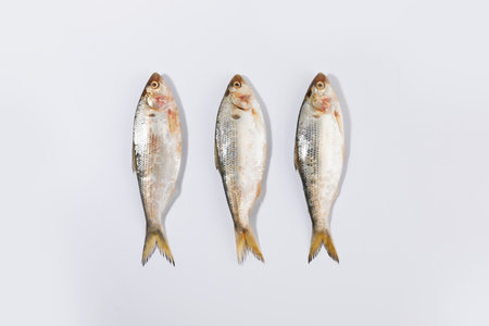 gizzard shad fish