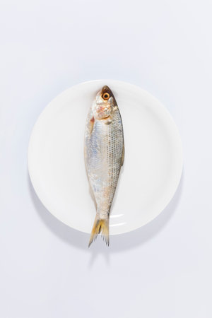 gizzard shad fish in a bowlの写真素材