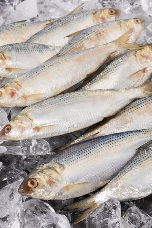 ice and gizzard shad fish