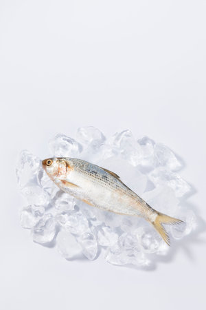 ice and gizzard shad fish
