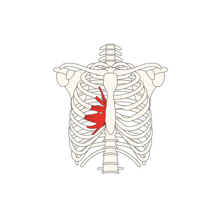 human anatomy drawing-transverse muscle of thoraxのイラスト素材