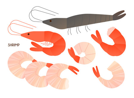 shrimp vector illustrationのイラスト素材