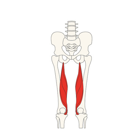 human anatomy drawing-musculus semimembranosus