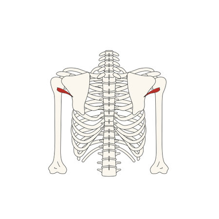 human anatomy drawing-teres minorのイラスト素材
