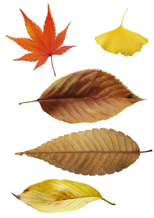 Autumn leaves on a white background.