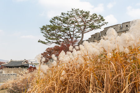 autumn landscape, scenery of Suwon Hwaseong in Koreaの写真素材