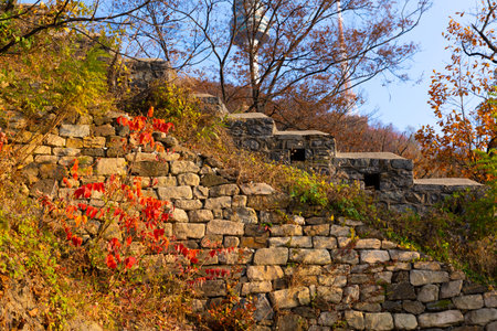 beautiful autumn landscape, scenery with coloful leaves and silver grass in Namsan Park of Koreaの写真素材