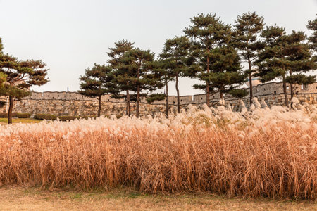 autumn landscape, scenery of Suwon Hwaseong in Korea