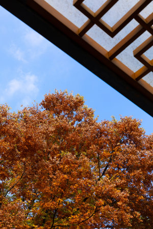 beautiful autumn landscape, scenery with coloful leaves and silver grass in Namsan Park of Korea