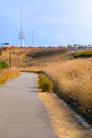 beautiful autumn landscape, scenery with coloful leaves and silver grass in Namsan Park of Korea