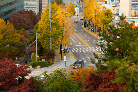 beautiful autumn landscape, scenery with coloful leaves and silver grass in Namsan Park of Koreaの写真素材