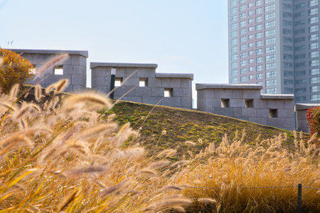 beautiful autumn landscape, scenery with coloful leaves and silver grass in Namsan Park of Koreaの写真素材