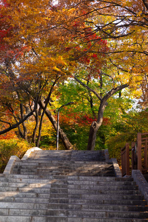 beautiful autumn landscape, scenery with coloful leaves and silver grass in Namsan Park of Koreaの写真素材