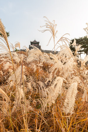 autumn landscape, scenery of Suwon Hwaseong in Koreaの写真素材