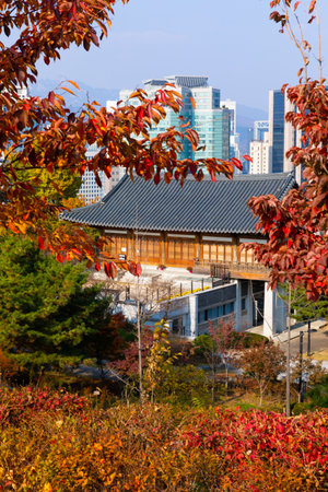beautiful autumn landscape, scenery with coloful leaves and silver grass in Namsan Park of Koreaの写真素材
