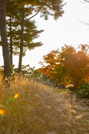 beautiful autumn landscape, scenery with coloful leaves and silver grass in Namsan Park of Koreaの写真素材