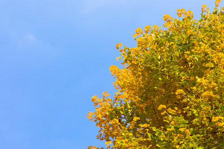 beautiful autumn landscape, scenery with coloful leaves and silver grass in Namsan Park of Koreaの写真素材