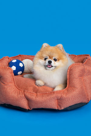 cute pomeranian dog lying on a cushion pillowの写真素材