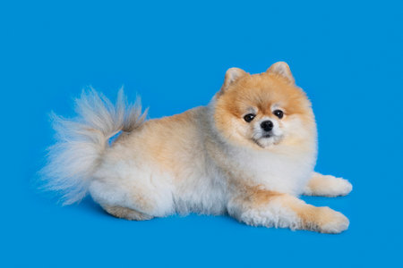 a cute pomeranian dogの写真素材