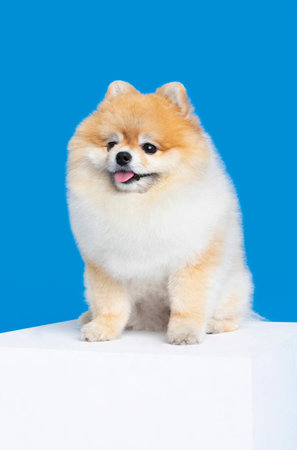 pomeranian dog on the platformの写真素材