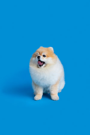 a cute pomeranian dogの写真素材