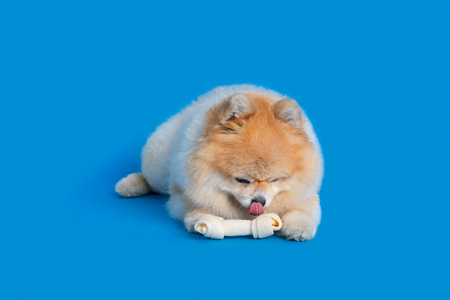 cute pomeranian dog eating snacks, treatsの写真素材