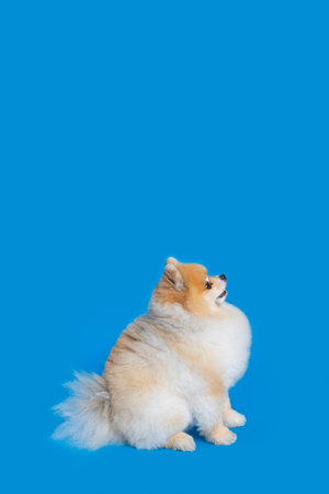 a cute pomeranian dogの写真素材