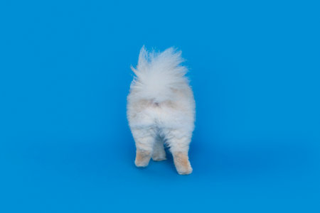 a cute pomeranian dogの写真素材
