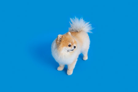 a cute pomeranian dogの写真素材