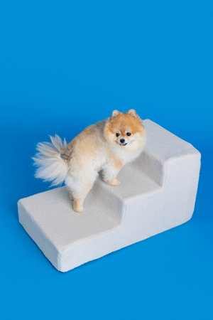 cute pomeranian dog using pet stepsの写真素材