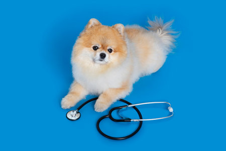 cute pomeranian dog and stethoscope, pet medical conceptの写真素材