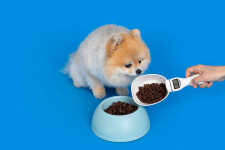 cute pomeranian dog and pet food for dietの写真素材