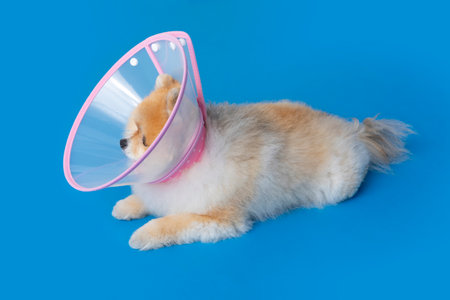 cute pomeranian dog with a collar accessoryの写真素材