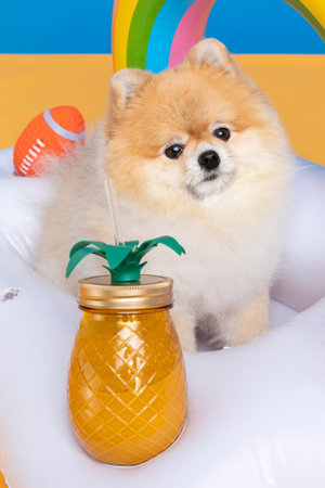 a cute pomeranian dog with trip objects, pet travel conceptの写真素材